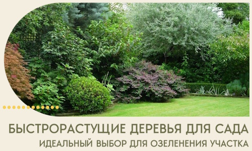 Быстрорастущие деревья для сада идеальный выбор в Новосибирске