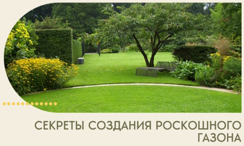 Секреты создания роскошного газона в Новосибирске